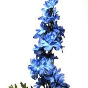 Delphinium Blue