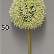 Cream Allium 