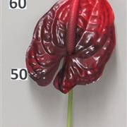 Burgundy Anthurium