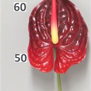 Red Anthurium