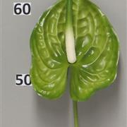 Green Anthurium