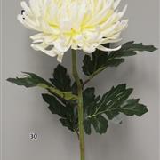 Chrysanthemum  Cream