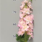 Delphinium pink