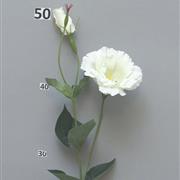 Lisianthus Cream