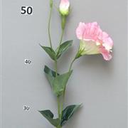 Lisianthus Cork Pink