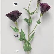 Lisianthus Aubergine