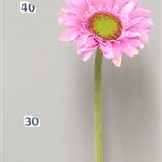 Gerberas dark Pink