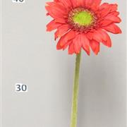 Gerberas Red