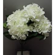 Hydrangea cream