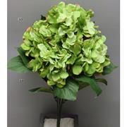 Hydrangea green