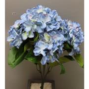 Hydrangea Blue