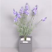 Lavander Light Blue