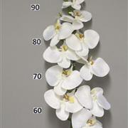 Phaleanopsis Batida Cream