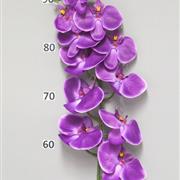 Phaleanopsis Batida Purple