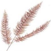 Single Fern Spray Brown